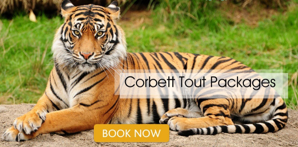 Jim Corbett Tour Package  3 Days & 2 Nights